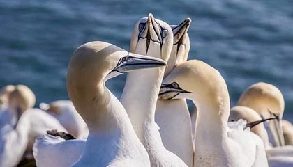 什么卡是打电销？电销企业为什么选择电销卡？